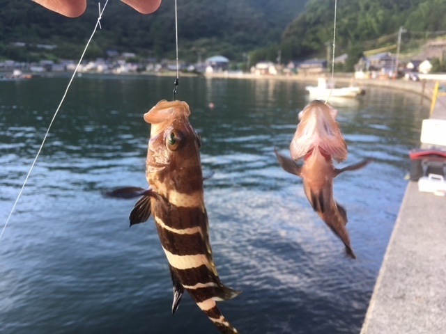 17年8月13日 京都 東舞鶴の釣果 アジ アコウ釣り 親海公園付近 関西 波止場メインの釣り紀行