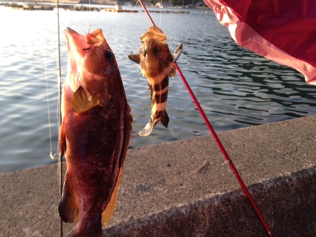 15年10月11日 京都 舞鶴の釣果その1 アコウ メバル イイダコ釣り 前島埠頭 親海公園付近 関西 波止場メインの釣り紀行